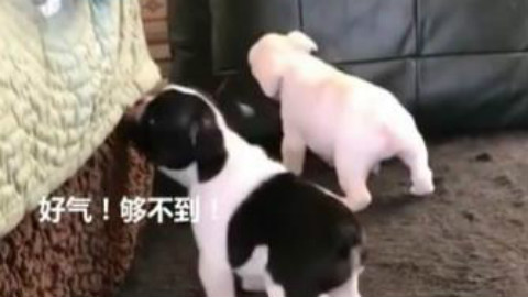 因为个子矮咬不到毛毯,小法斗好气,迁怒在一旁围观的白法斗。你,你老实说,是不是在嘲笑我呀?!